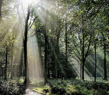 Light in the Forest